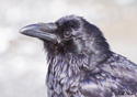 Corvus corax